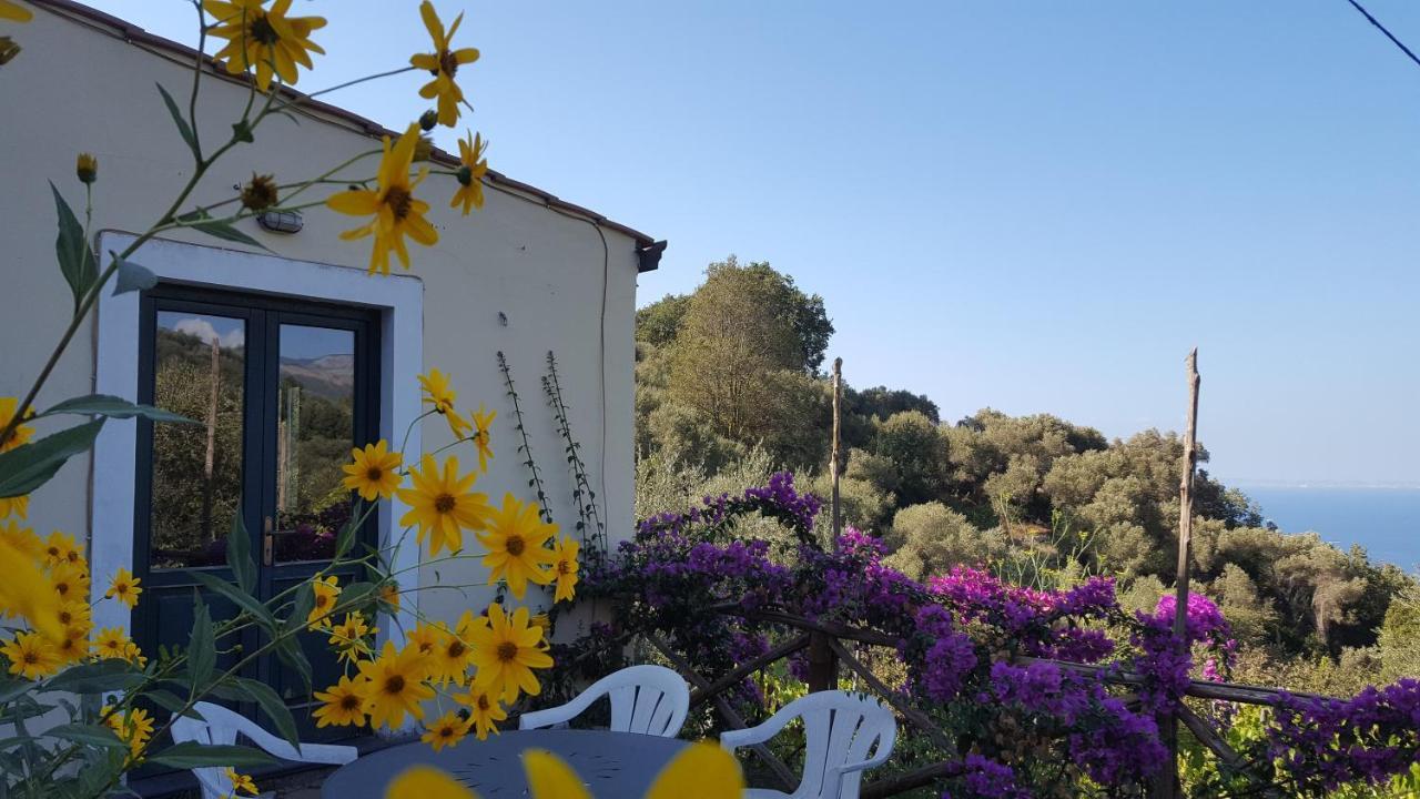 Gli Ulivi Agriturismo Sant'Agnello Bagian luar foto